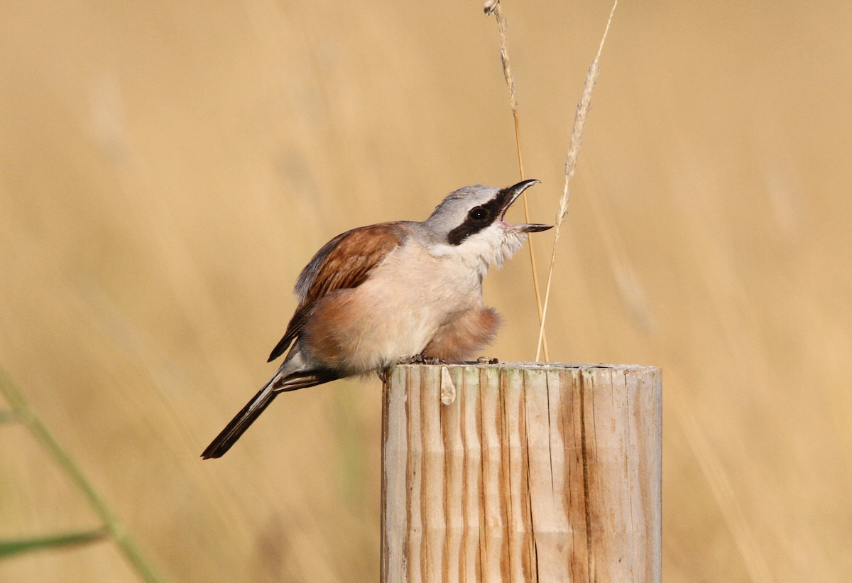 Red-backed Shrike - ML644658200