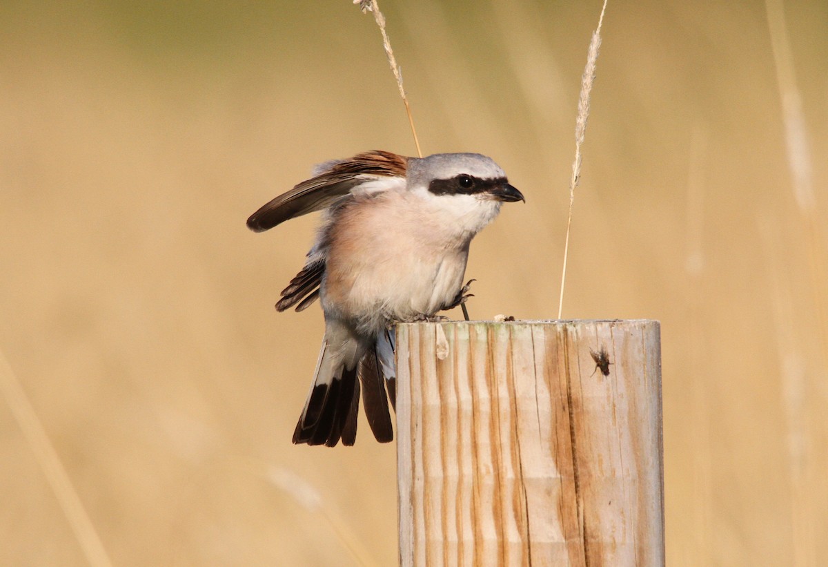Red-backed Shrike - ML644658201