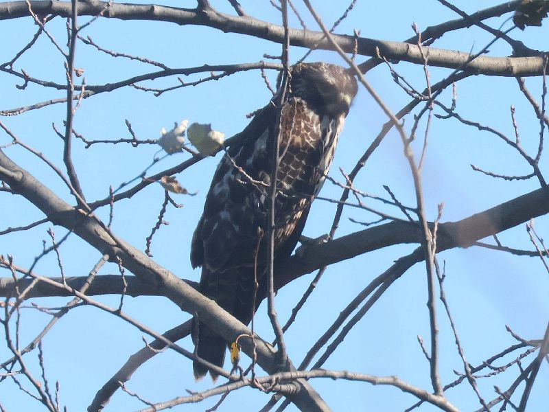 Red-shouldered Hawk - ML644658203