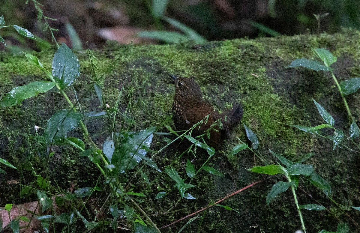 Spotted Barbtail - ML644658205