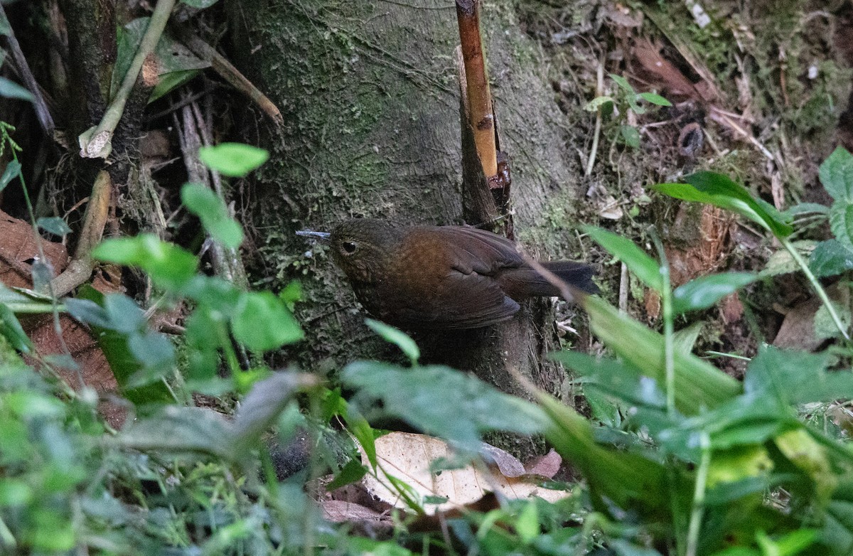 Spotted Barbtail - ML644658206