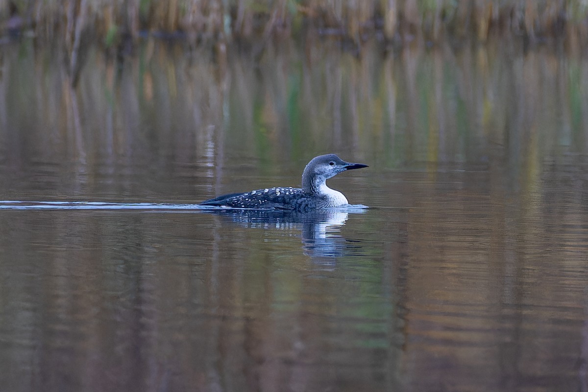 Prachttaucher - ML644658207