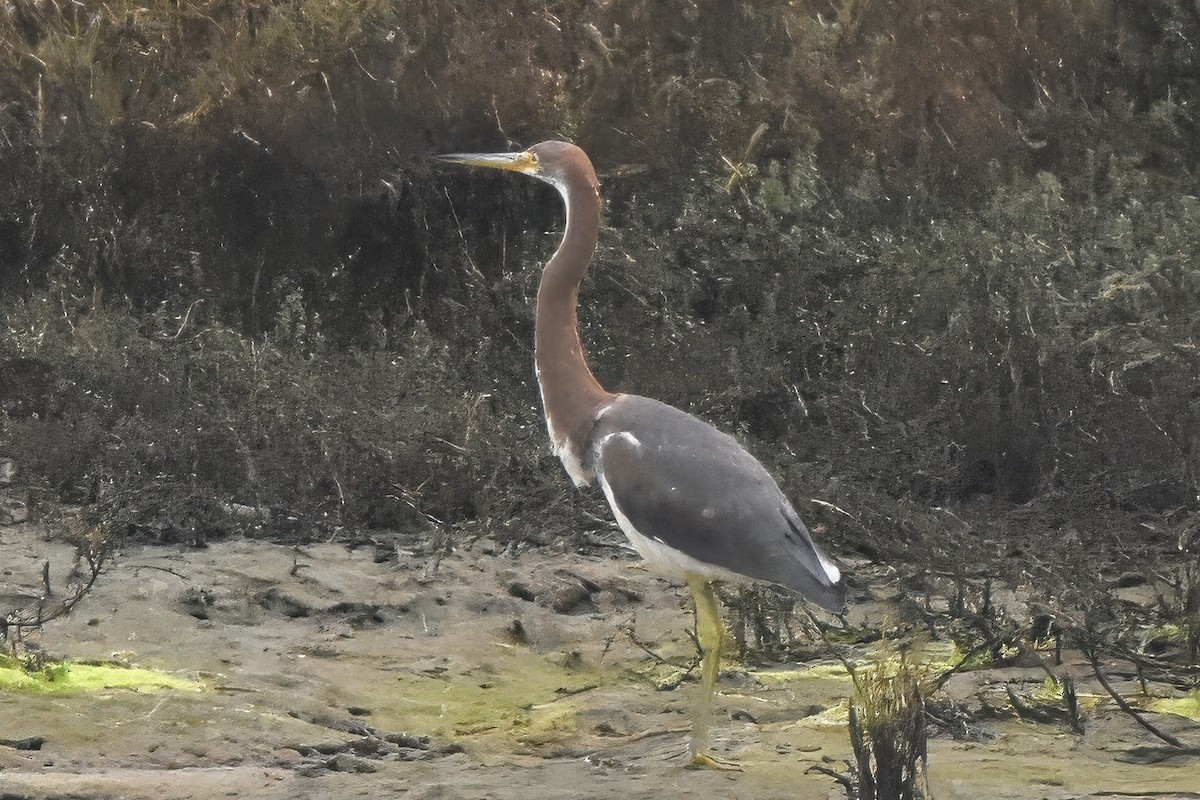 Tricolored Heron - ML644658208