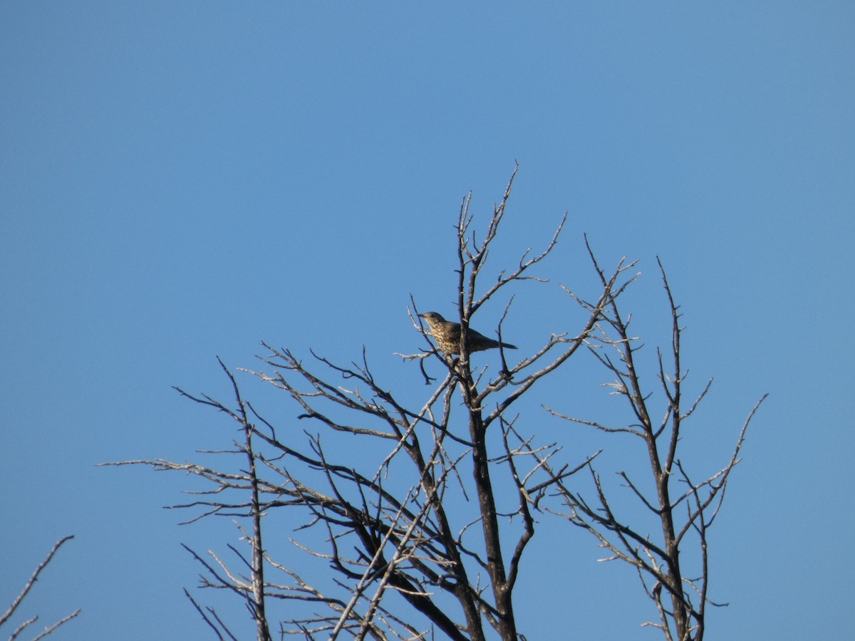 槲鶇 - ML644658210