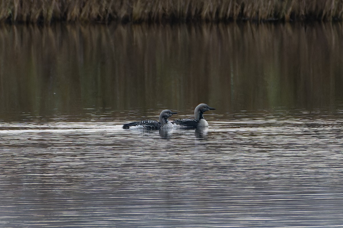 Prachttaucher - ML644658216