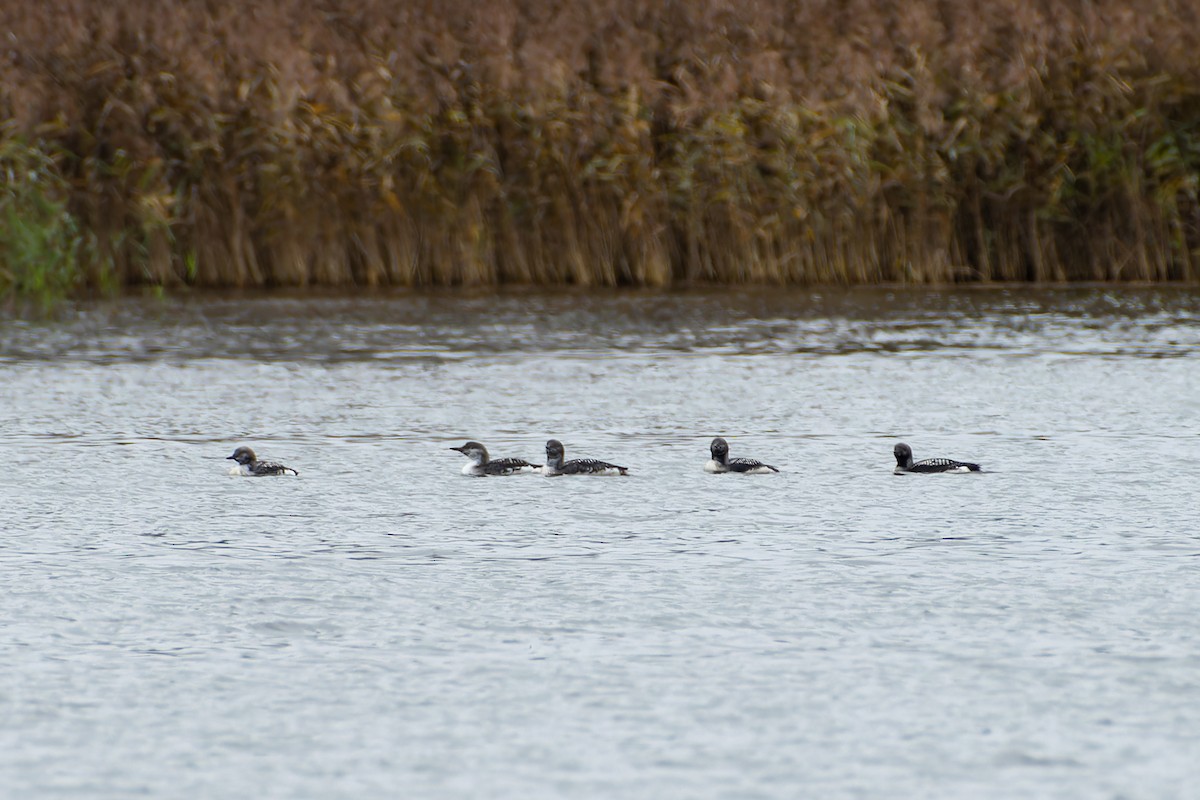 Prachttaucher - ML644658225