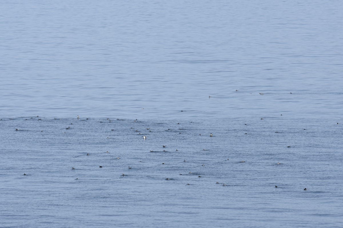 Common Murre - ML644658227