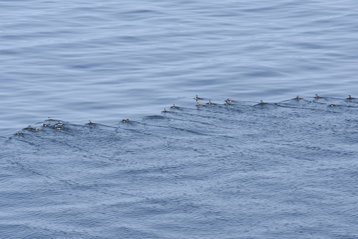 Common Murre - ML644658228