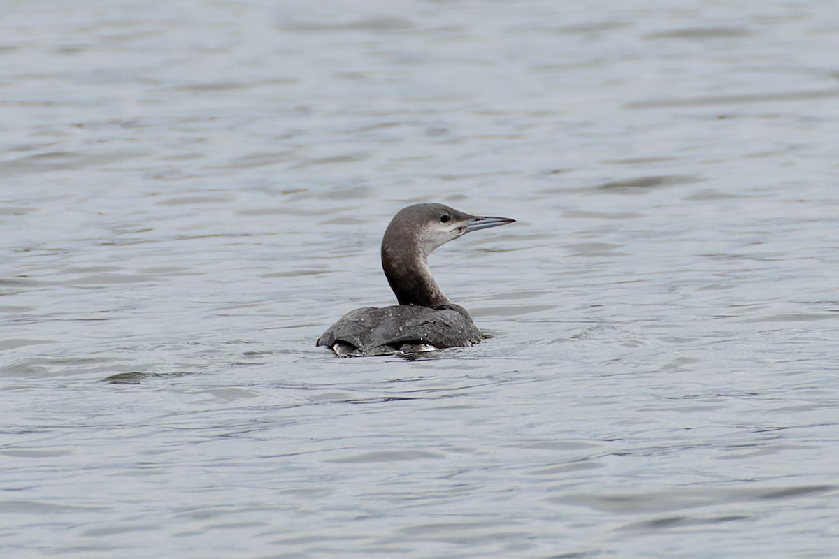 Prachttaucher - ML644658230