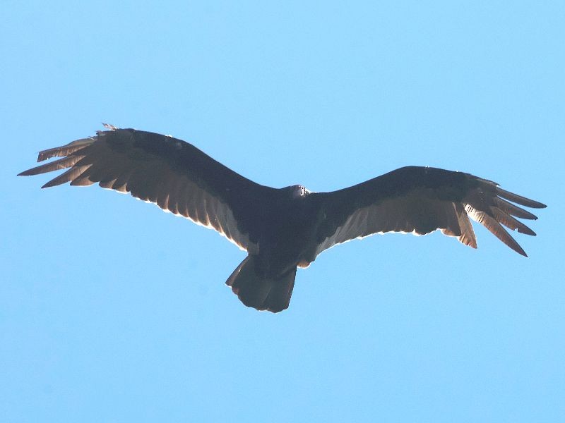 Turkey Vulture - ML644658232