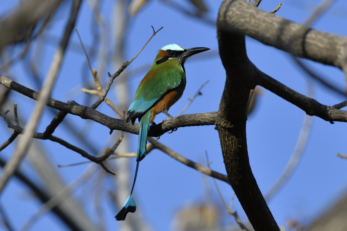 Turquoise-browed Motmot - ML644658234