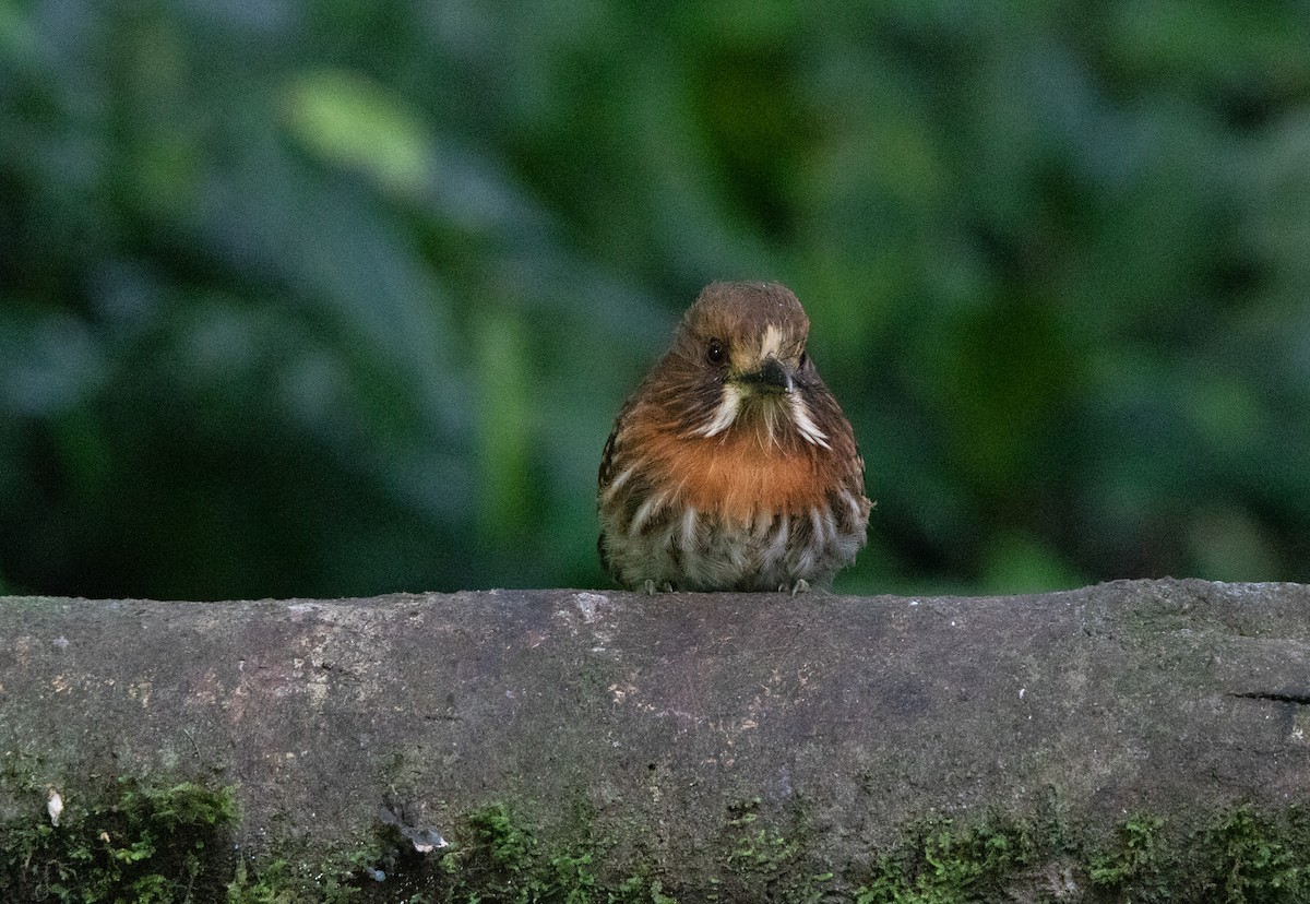 White-whiskered Puffbird - ML644658235