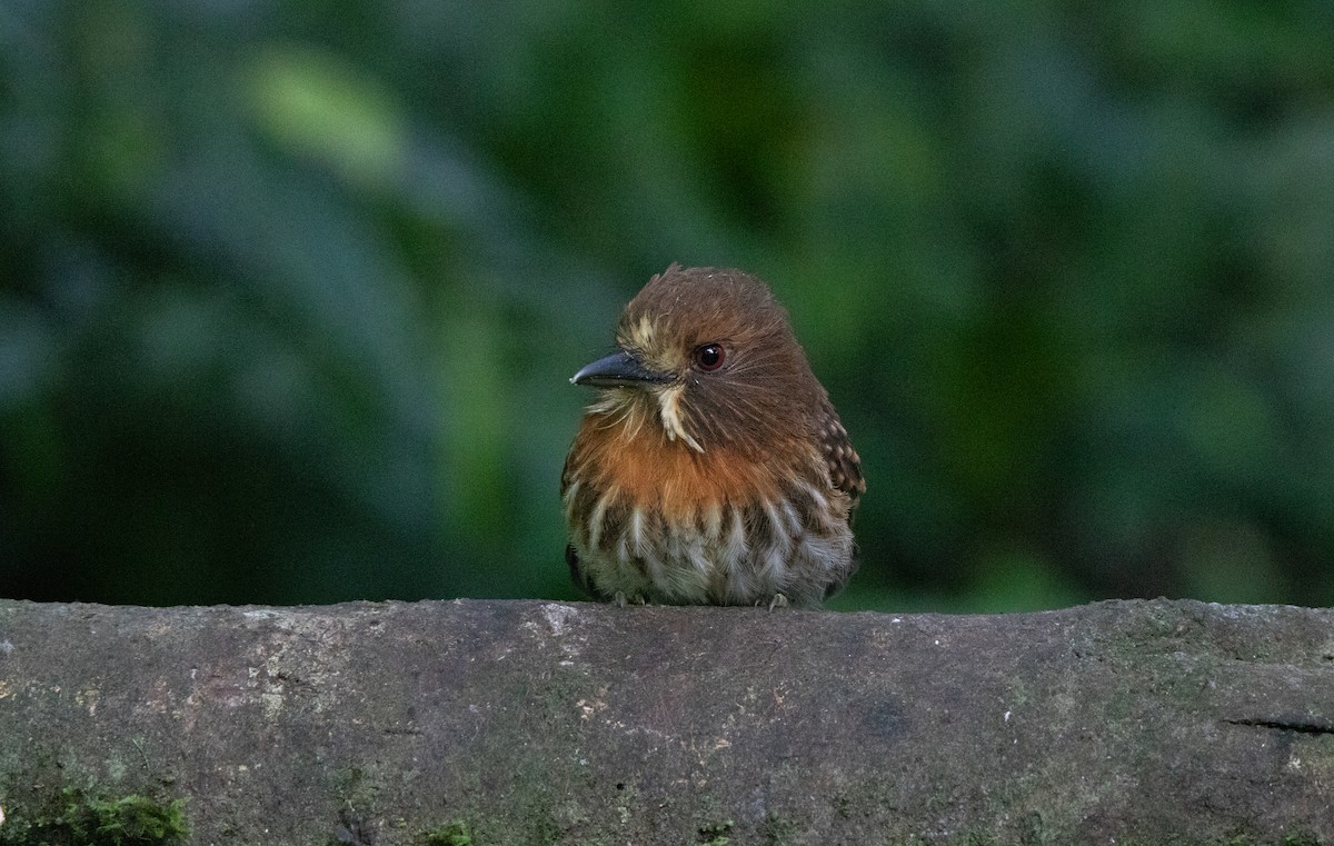 White-whiskered Puffbird - ML644658236