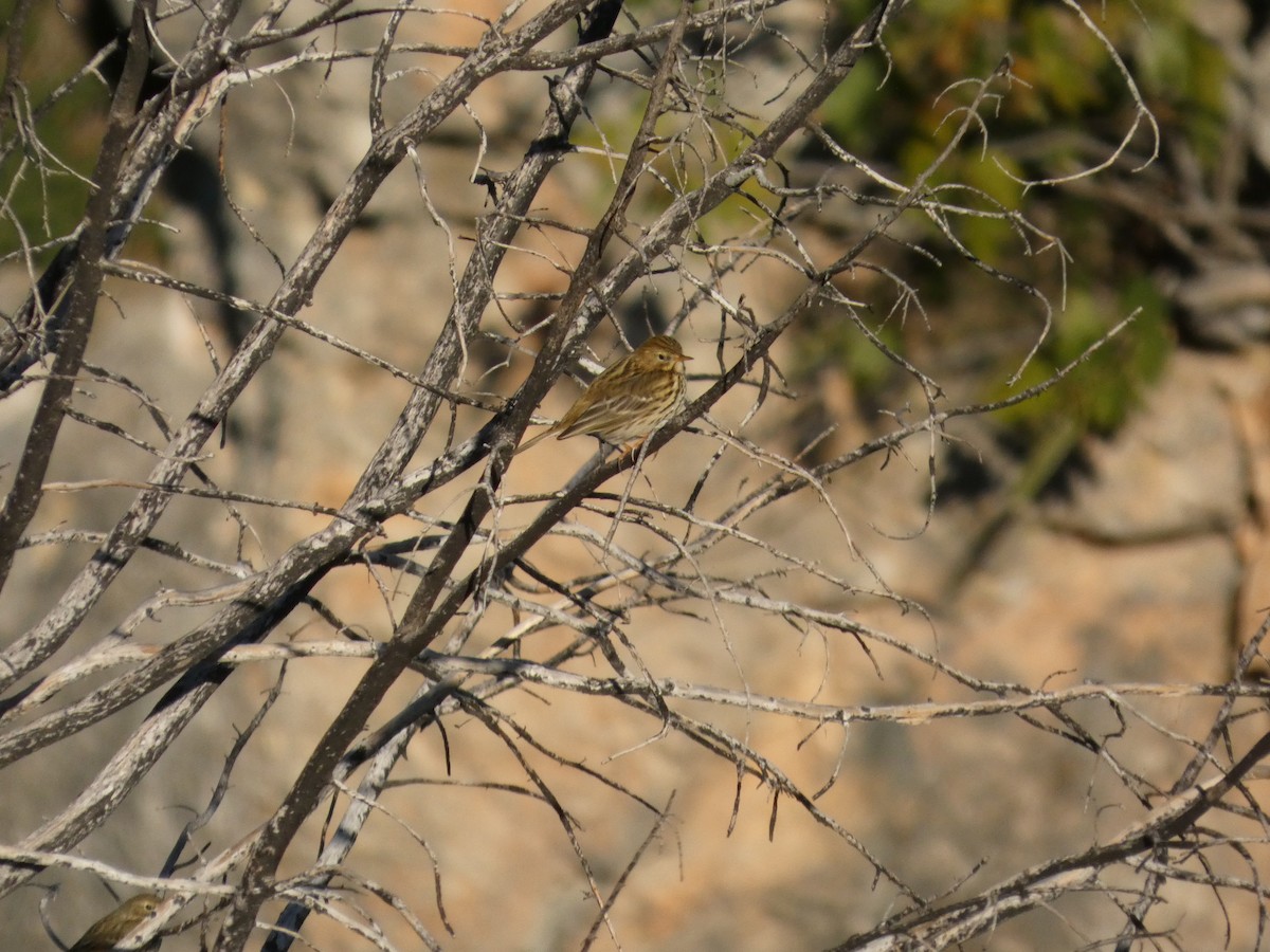 Negu-txirta - ML644658237