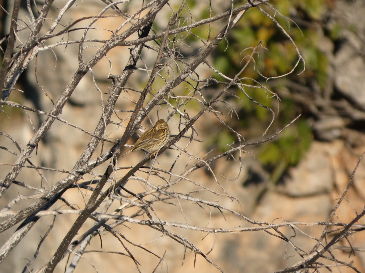 Negu-txirta - ML644658238