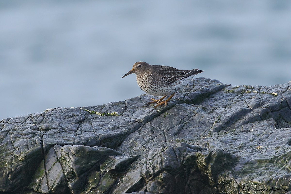 Rock Sandpiper - ML644658241