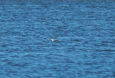 紅喉潛鳥 - ML644658249