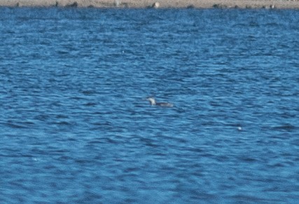 紅喉潛鳥 - ML644658250