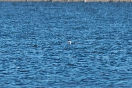 紅喉潛鳥 - ML644658251