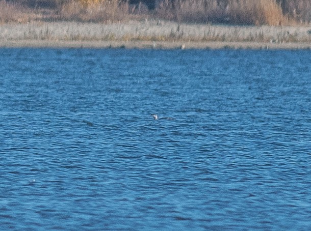 紅喉潛鳥 - ML644658253