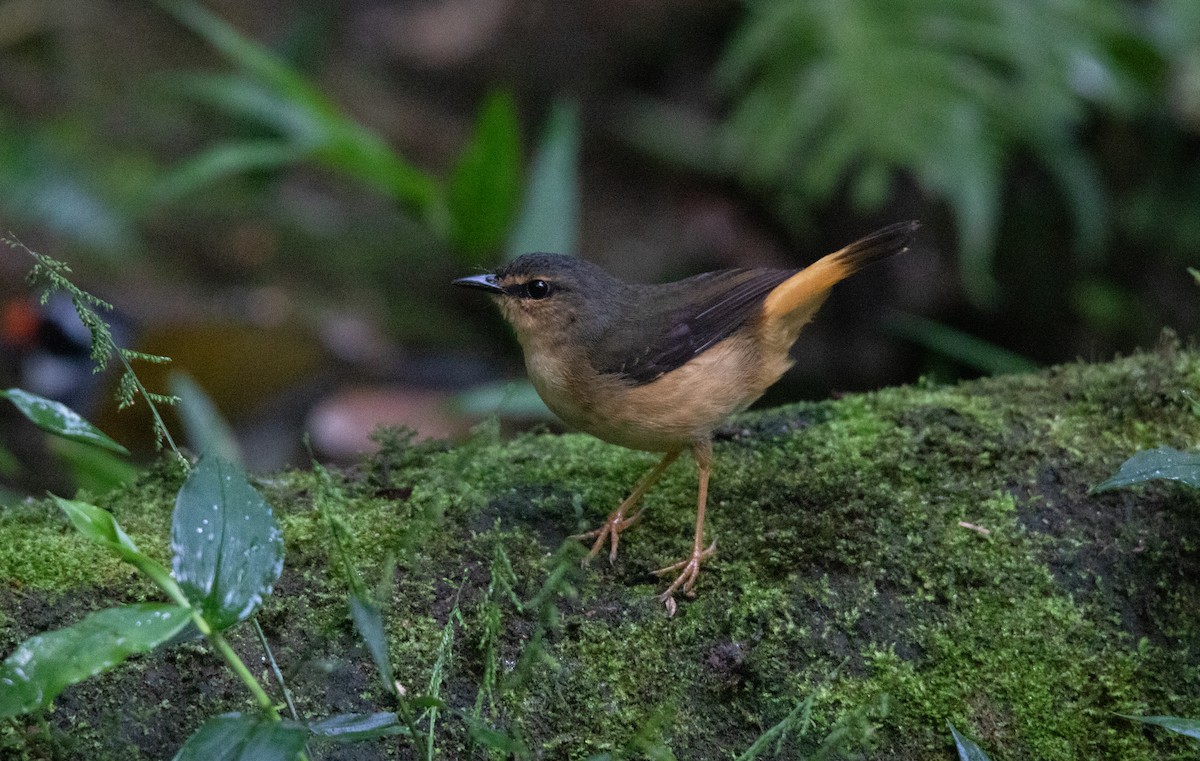 Buff-rumped Warbler - ML644658255