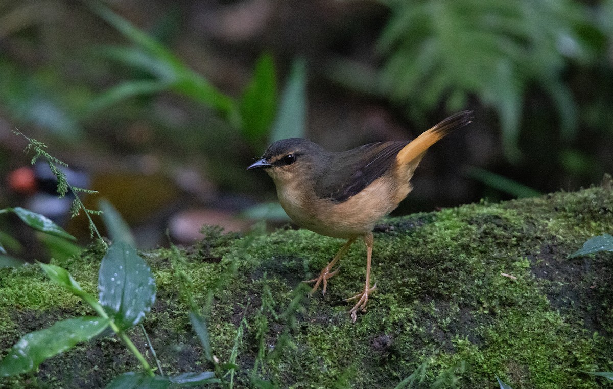 Buff-rumped Warbler - ML644658256