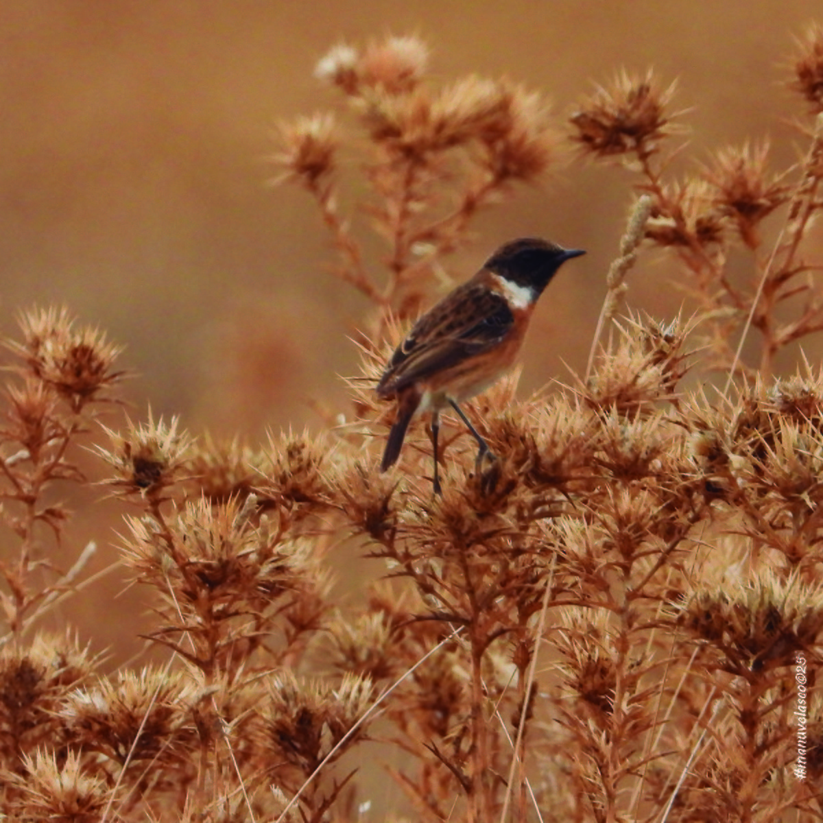 Трав'янка чорноголова - ML644658263
