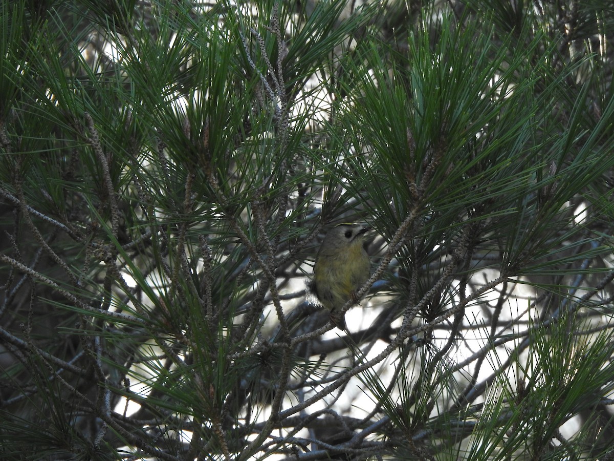 キクイタダキ - ML644658271