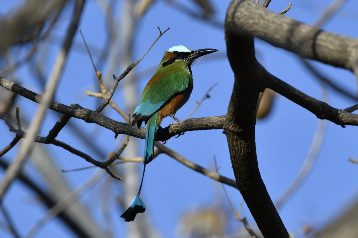 Turquoise-browed Motmot - ML644658275