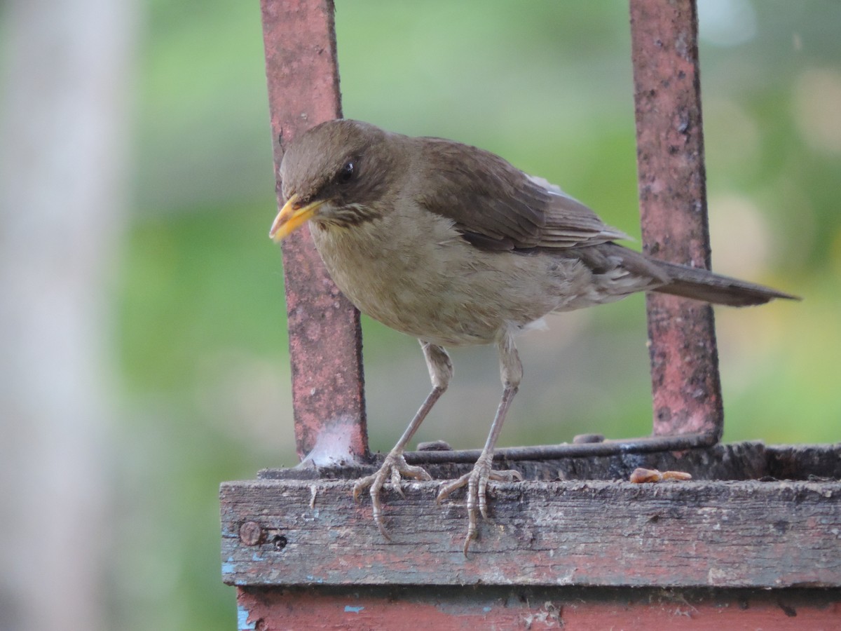 Creamy-bellied Thrush - ML644658276