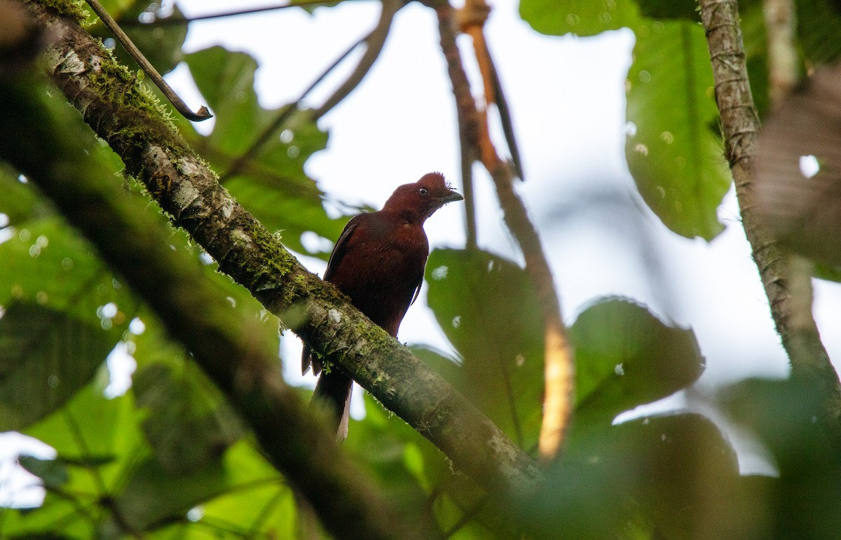 Andean Cock-of-the-rock - ML644658277