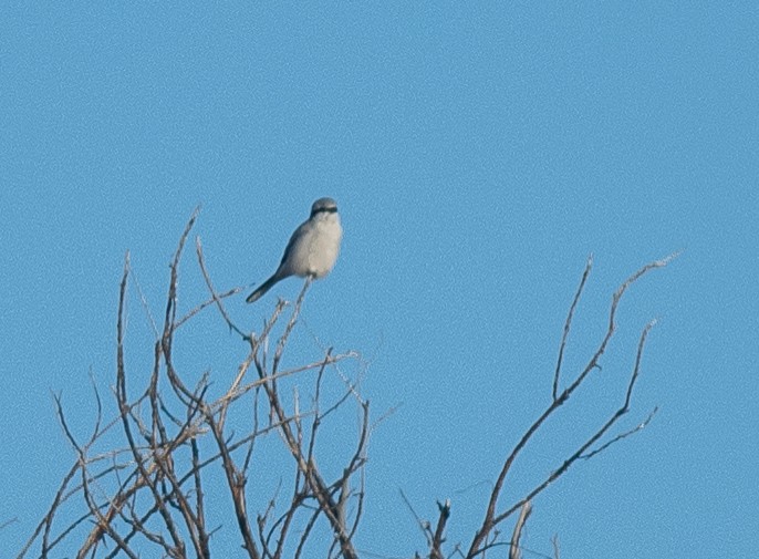 ťuhýk severní - ML644658280