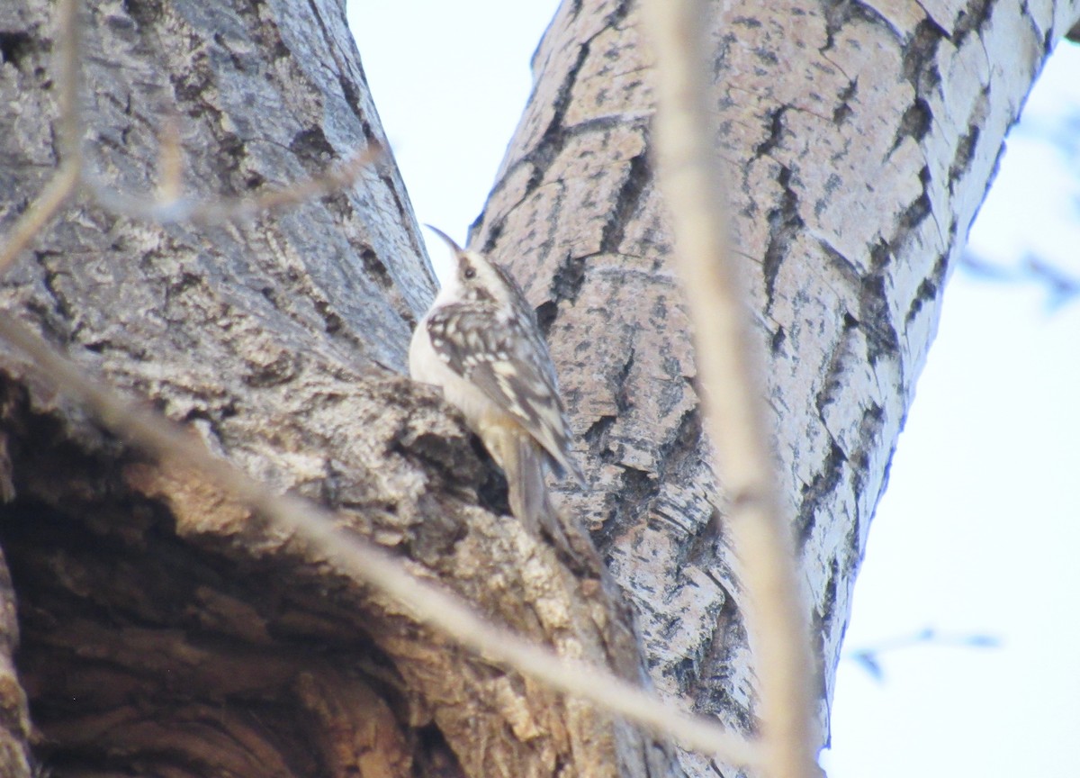 Brown Creeper - ML644658286