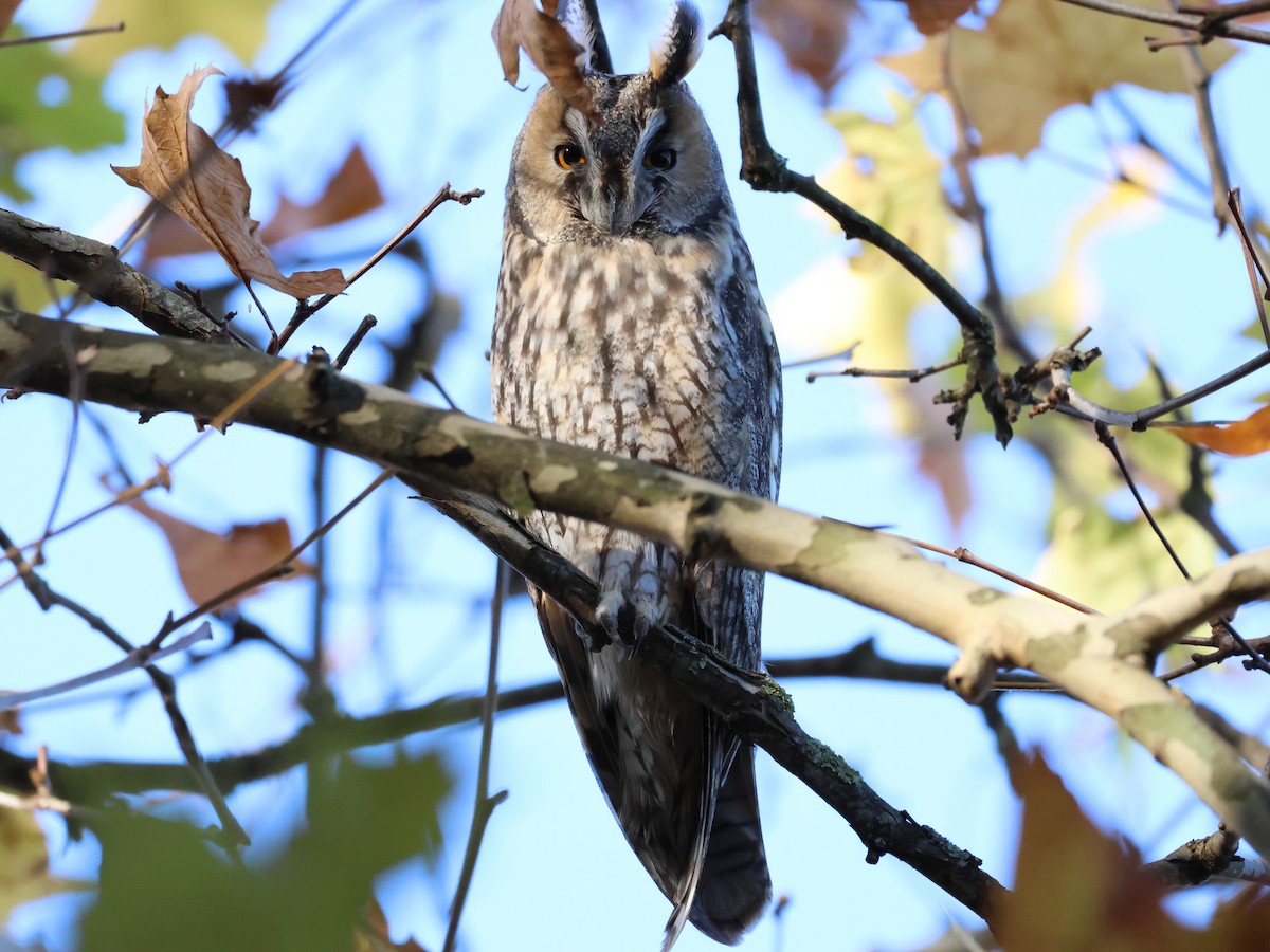 長耳鴞 - ML644658289