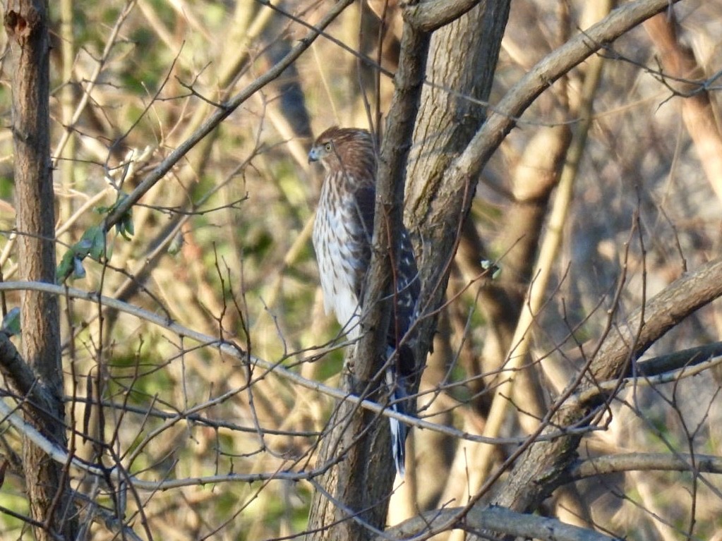 Яструб чорноголовий - ML644658290