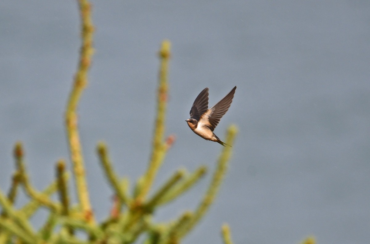 ツバメ - ML644658293