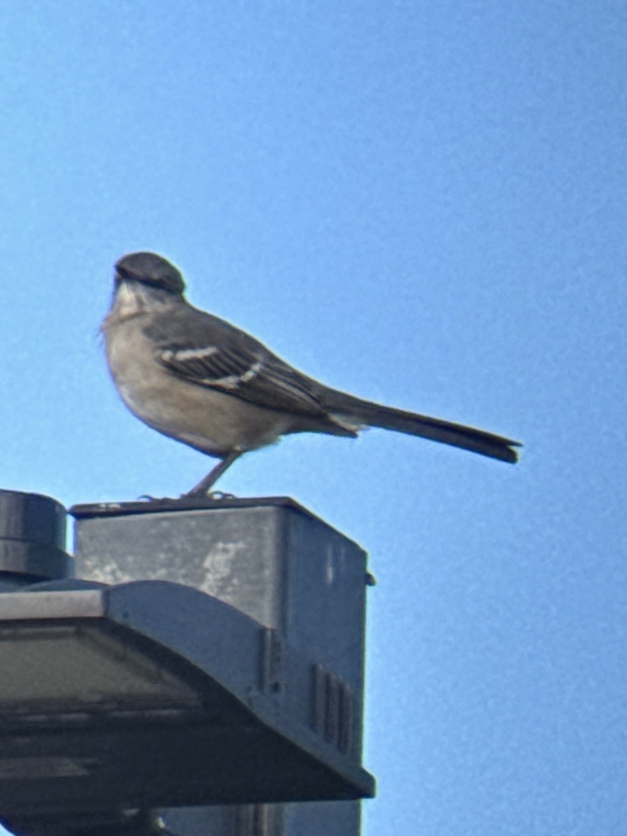 マネシツグミ - ML644658294