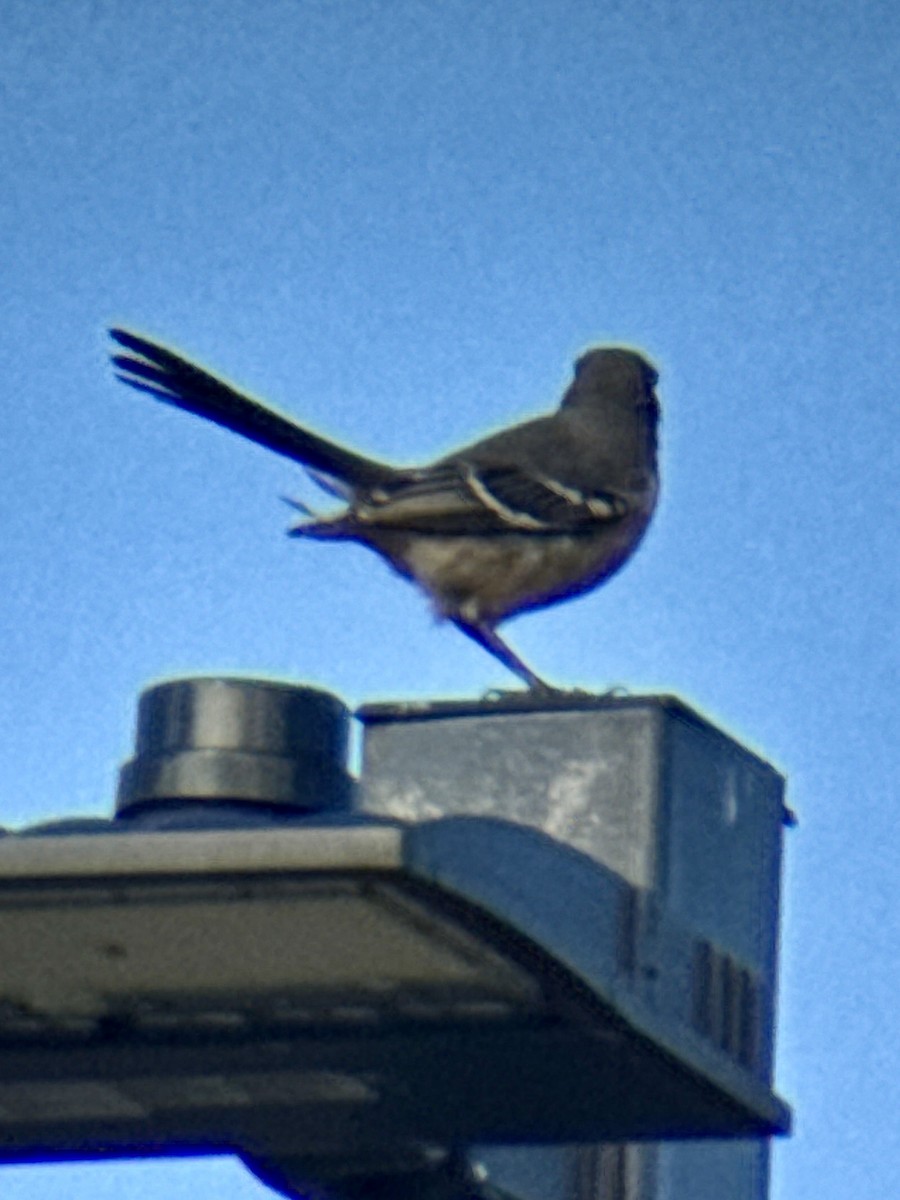 マネシツグミ - ML644658295