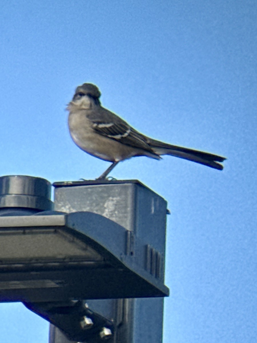 マネシツグミ - ML644658296