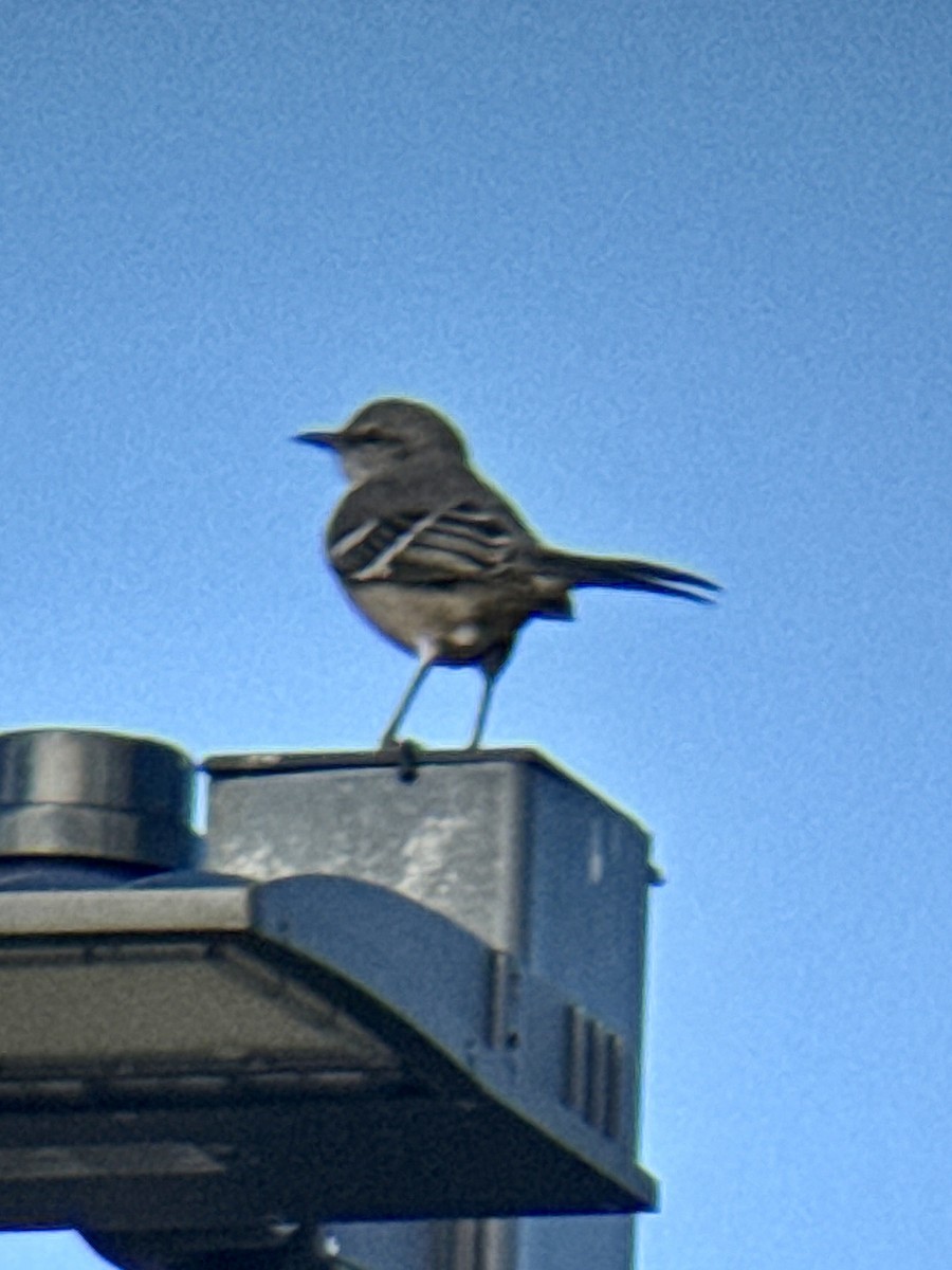 マネシツグミ - ML644658297