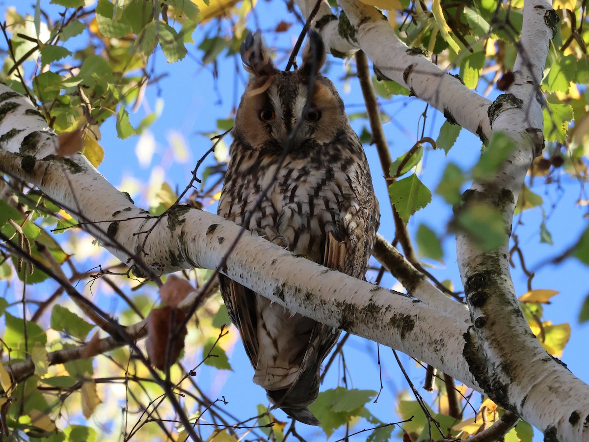 長耳鴞 - ML644658298