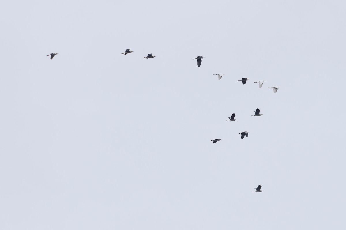 Gray Heron - ML644658300