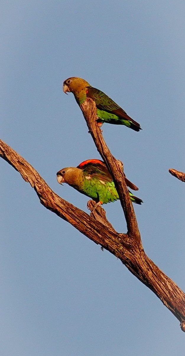 ケープインコ - ML644658305