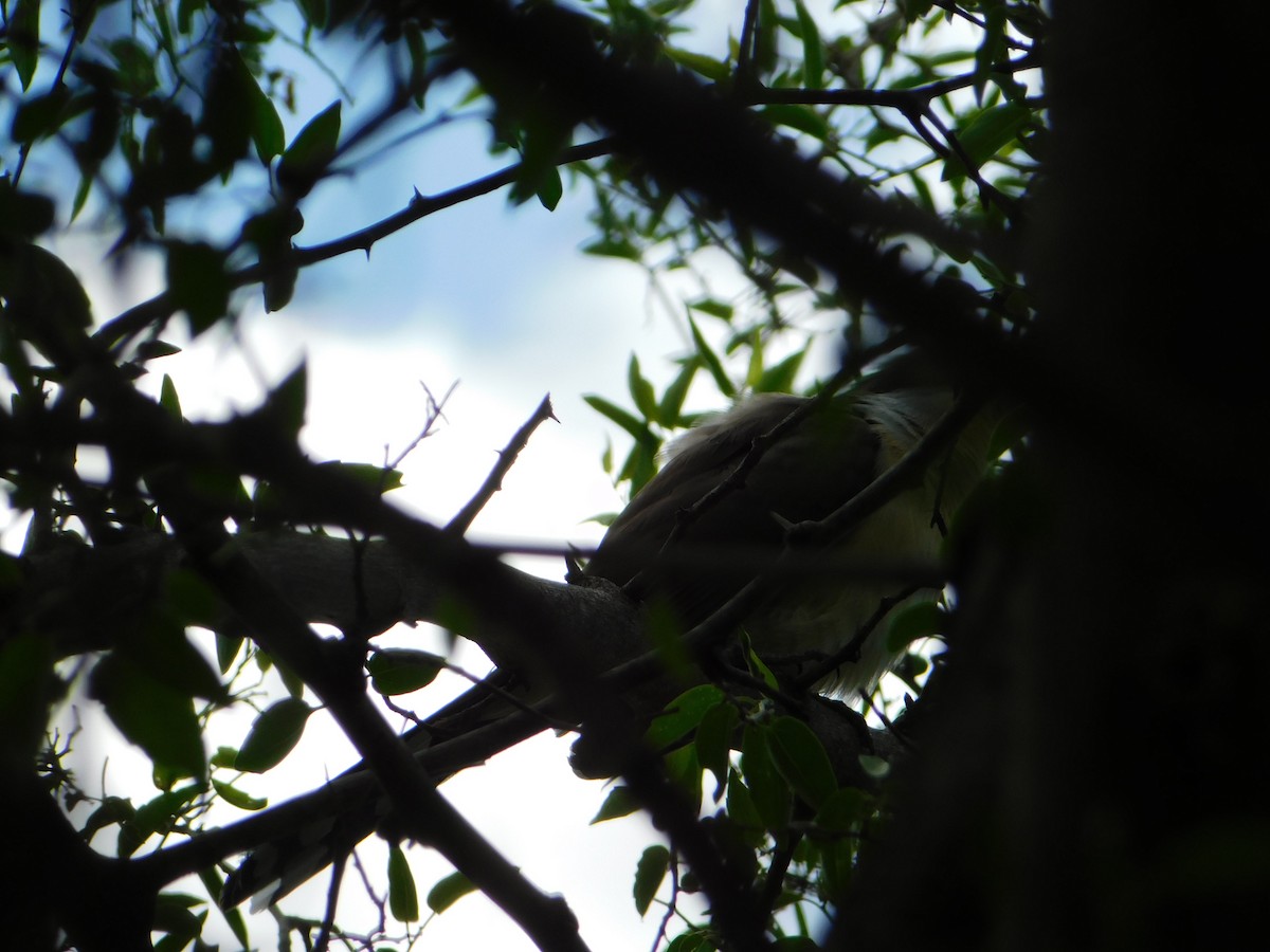 Dark-billed Cuckoo - ML644658312