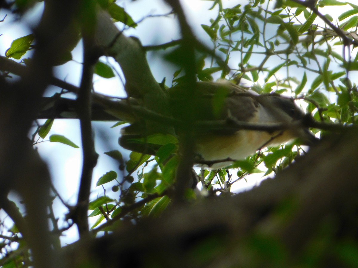 Dark-billed Cuckoo - ML644658313