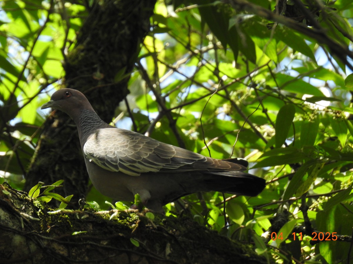 Темнохвостый голубь - ML644658318