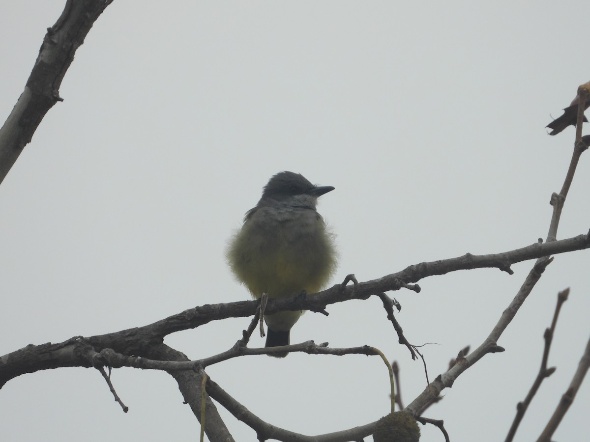 Cassin's Kingbird - ML644658320