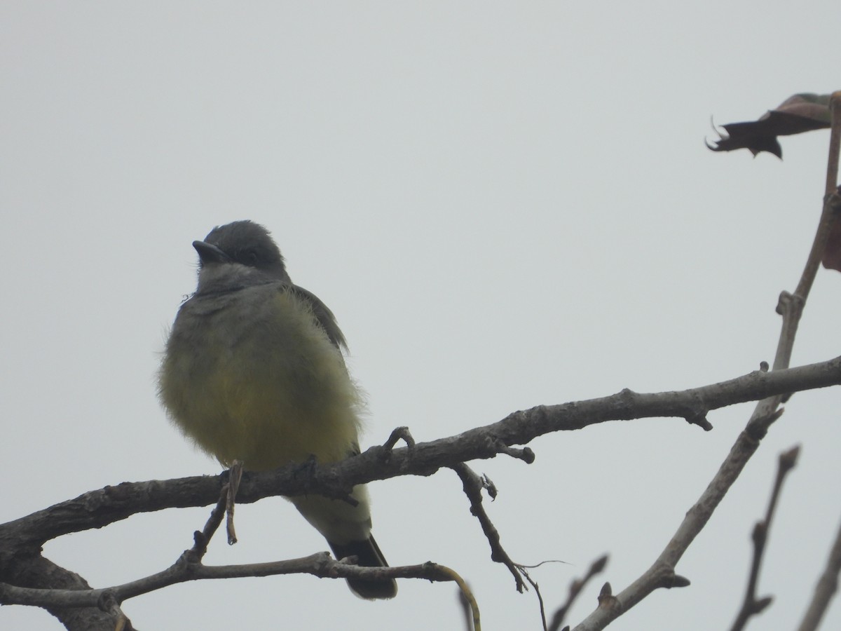 Cassin's Kingbird - ML644658321
