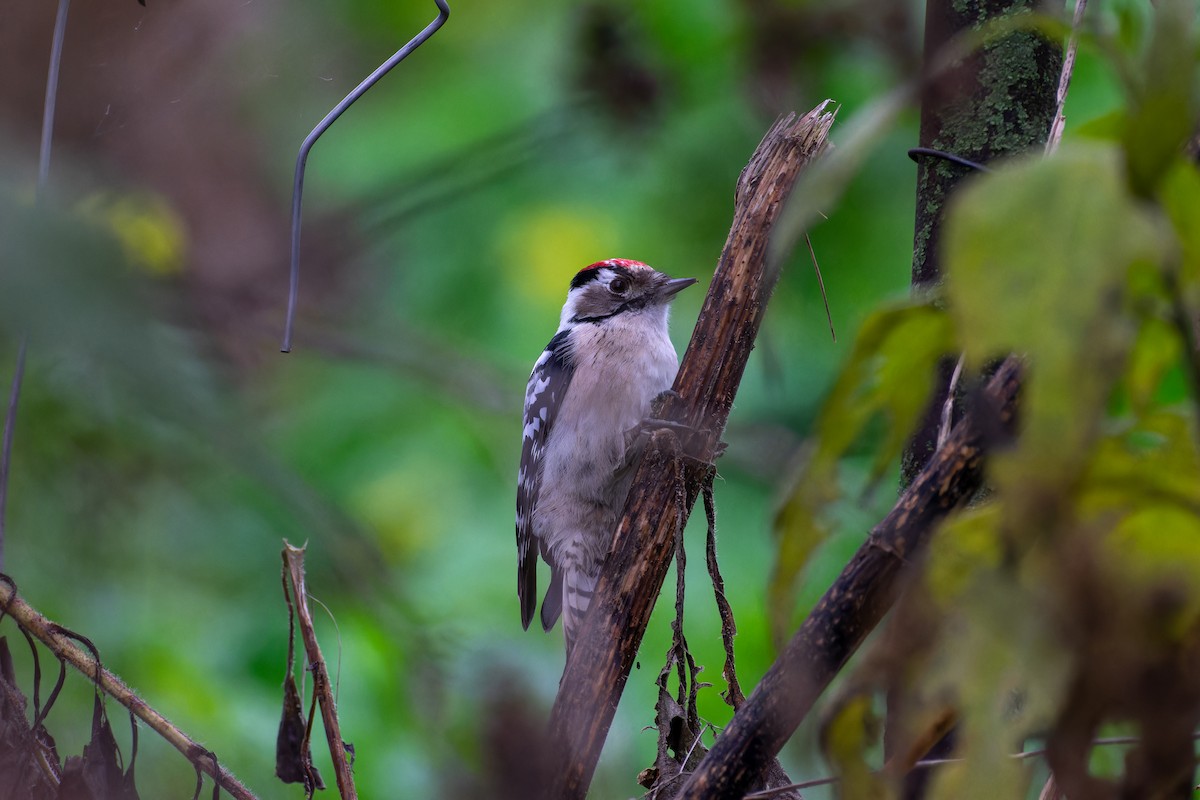 Lesser Spotted Woodpecker - ML644658322