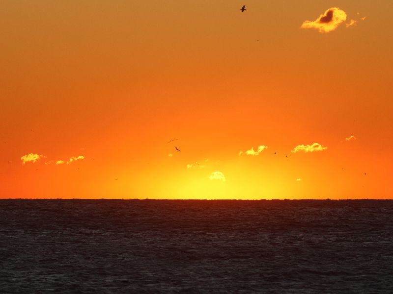 Brown Pelican - ML644658323